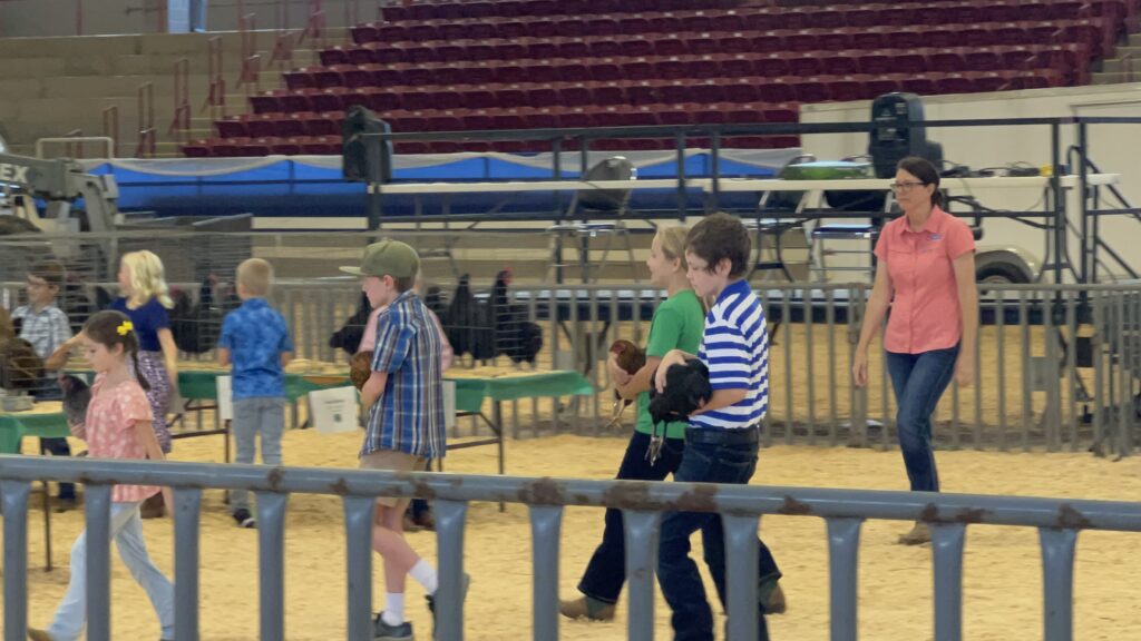 Will Ellison (blue and white stripped shirt) carrying Lucky, his Olive Egger chicken back from the show table.