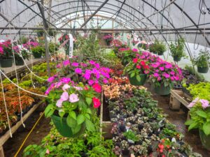 flowers in a greenhouse