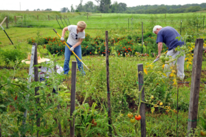 Master Gardeners working in the garden