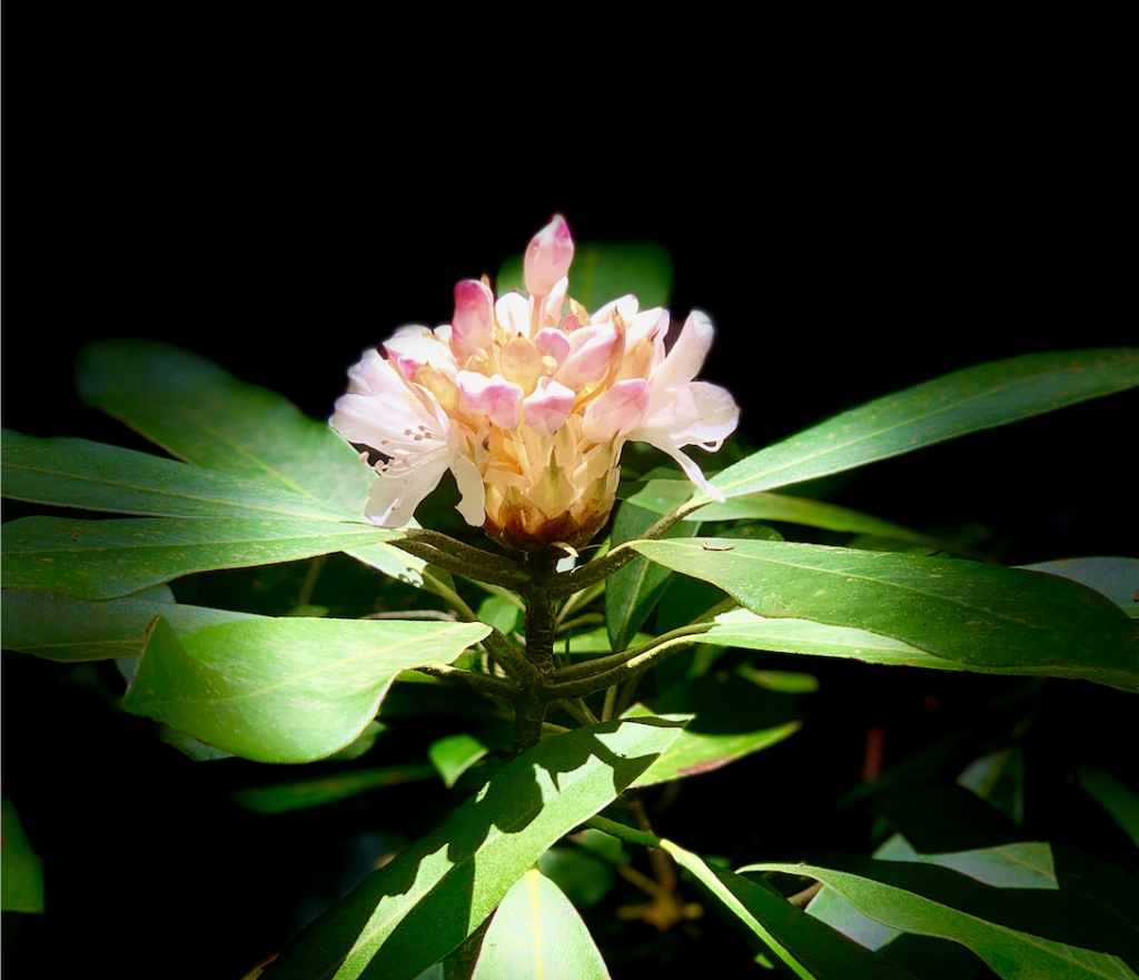 A rhododendron blossom in Cherokee County North Carolina, photo by Daniel R Ferreira