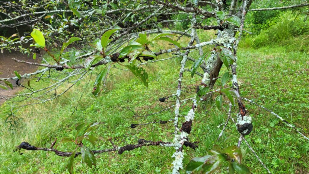 Black knot on a Plum tree
